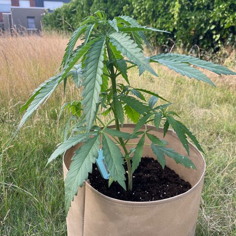 Dynamighty auto 1.2 growlog timeline photo