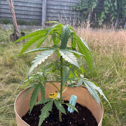 Dynamighty auto 1.2 growlog timeline photo