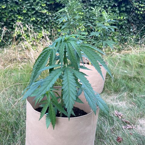 Dynamighty auto 1.2 growlog timeline photo