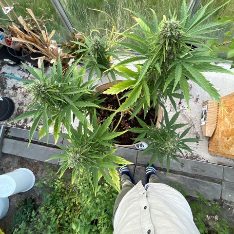 Exotic Purple auto growlog timeline photo