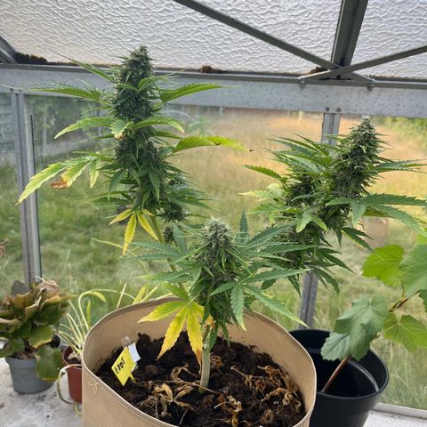 Exotic Purple auto growlog timeline photo