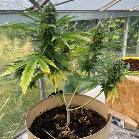 Exotic Purple auto growlog timeline photo