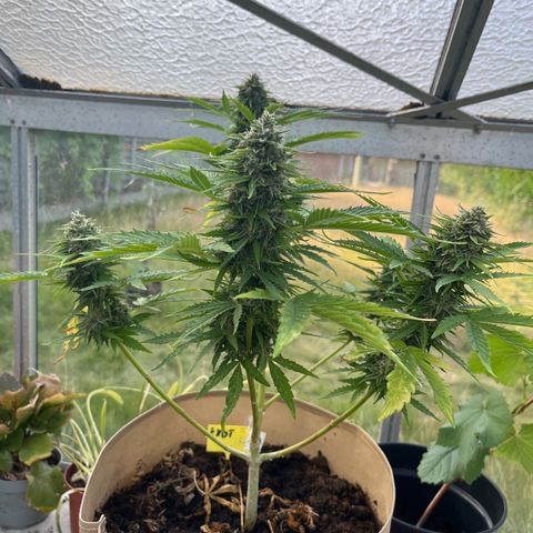 Exotic Purple auto growlog timeline photo