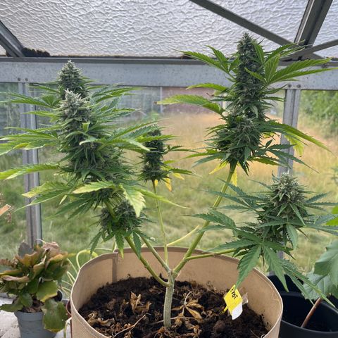 Exotic Purple auto growlog timeline photo
