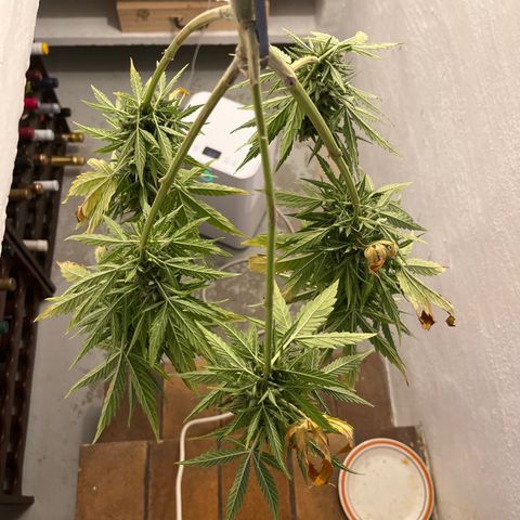 Exotic Purple auto growlog timeline photo