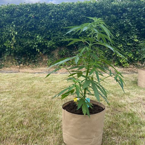 Dynamighty auto 1.2 growlog timeline photo