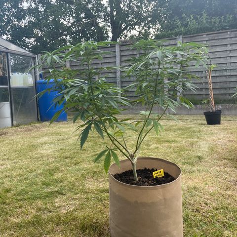 Sweet seeds 2.2 growlog timeline photo