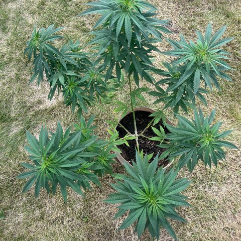 Sweet seeds 2.2 growlog timeline photo