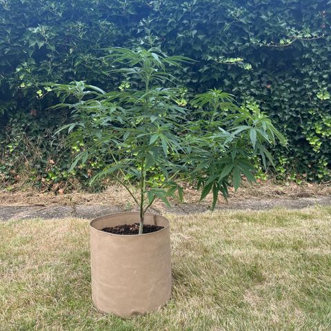 Sweet seeds 2.2 growlog timeline photo