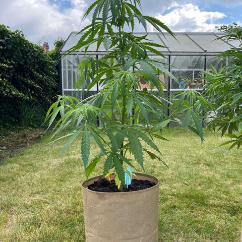 Dynamighty auto 1.2 growlog timeline photo