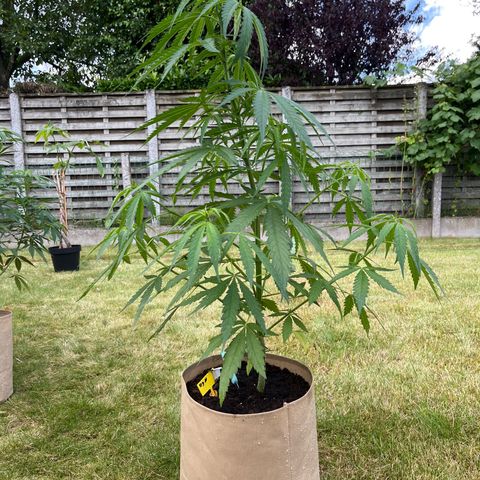 Dynamighty auto 1.2 growlog timeline photo