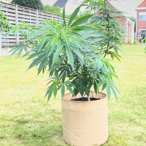 Sweet seeds 2.2 growlog timeline photo