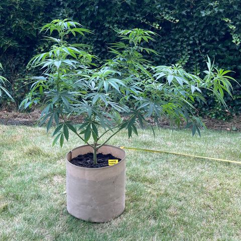 Sweet seeds 2.2 growlog timeline photo