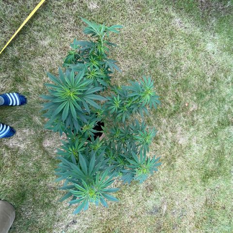 Sweet seeds 2.2 growlog timeline photo