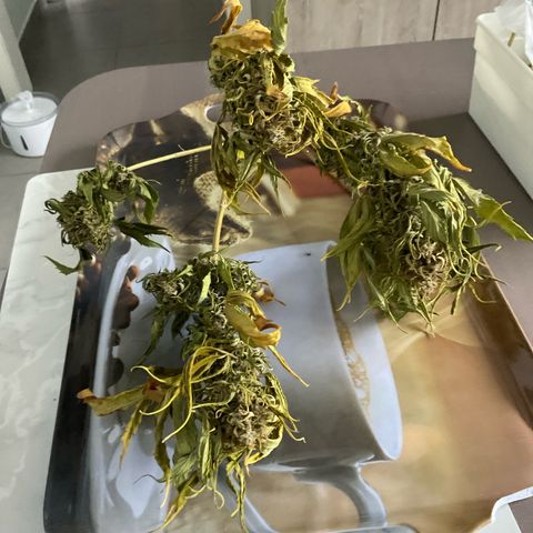 Exotic Purple auto growlog timeline photo