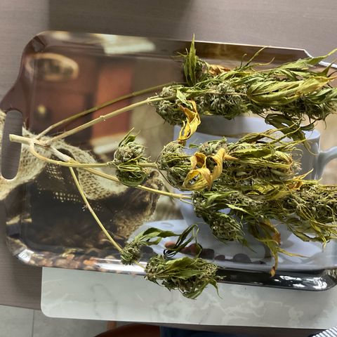 Exotic Purple auto growlog timeline photo