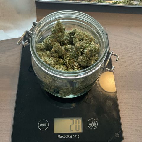 Exotic Purple auto growlog timeline photo