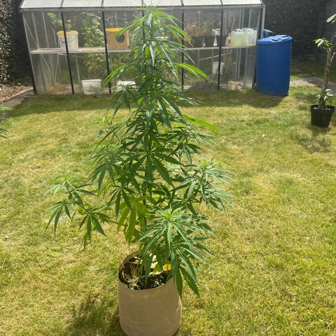 Dynamighty auto 1.2 growlog timeline photo