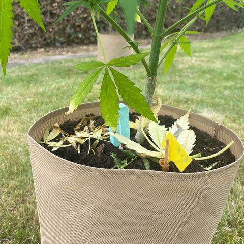 Dynamighty auto 1.2 growlog timeline photo