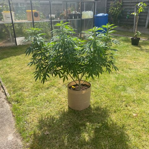 Sweet seeds 2.2 growlog timeline photo