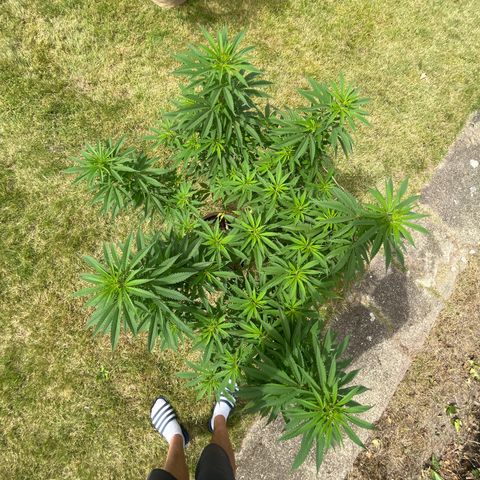Sweet seeds 2.2 growlog timeline photo