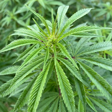 Sweet seeds 2.2 growlog timeline photo