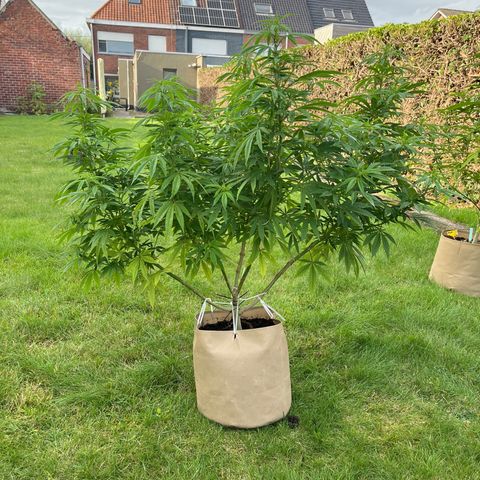 Sweet seeds 2.2 growlog timeline photo