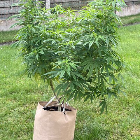 Sweet seeds 2.2 growlog timeline photo