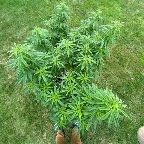 Sweet seeds 2.2 growlog timeline photo