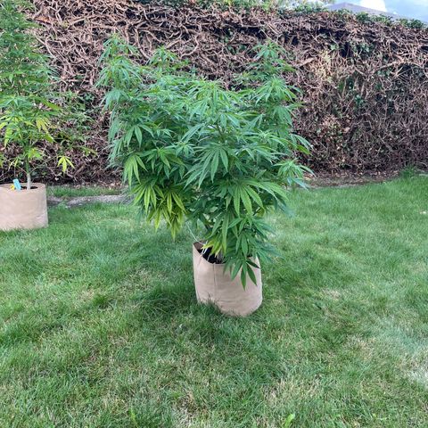 Sweet seeds 2.2 growlog timeline photo