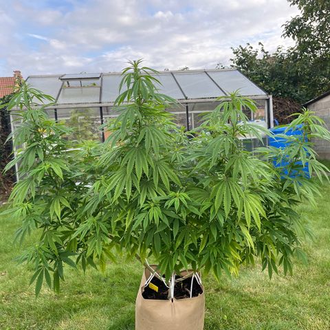 Sweet seeds 2.2 growlog timeline photo