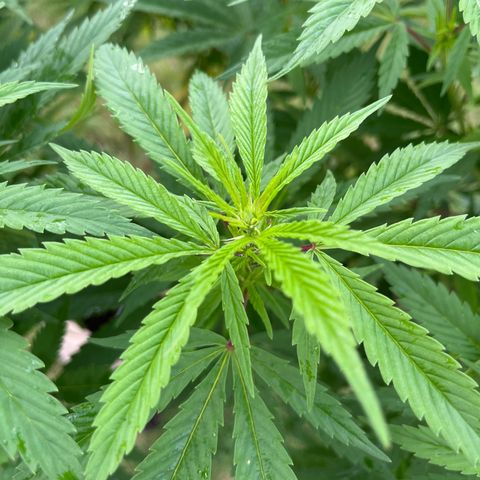 Sweet seeds 2.2 growlog timeline photo