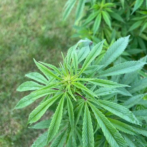 Sweet seeds 2.2 growlog timeline photo