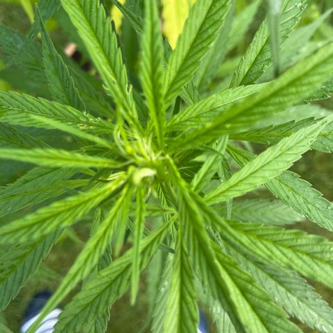 Dynamighty auto 1.2 growlog photo: Flowering?