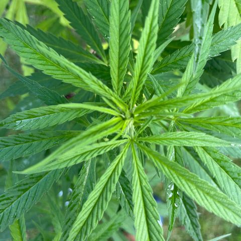 Dynamighty auto 1.2 growlog photo: Flowering?