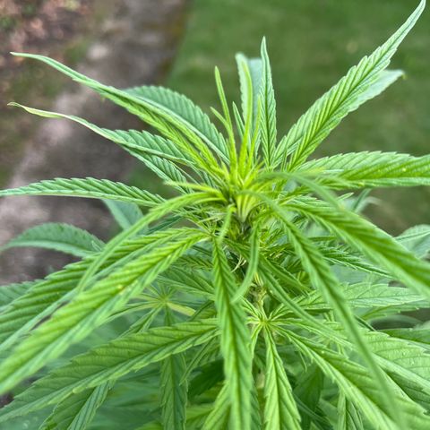Dynamighty auto 1.2 growlog photo: Flowering?