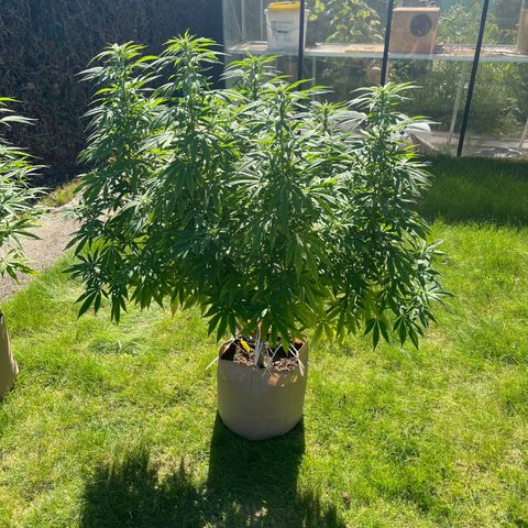 Sweet seeds 2.2 growlog timeline photo