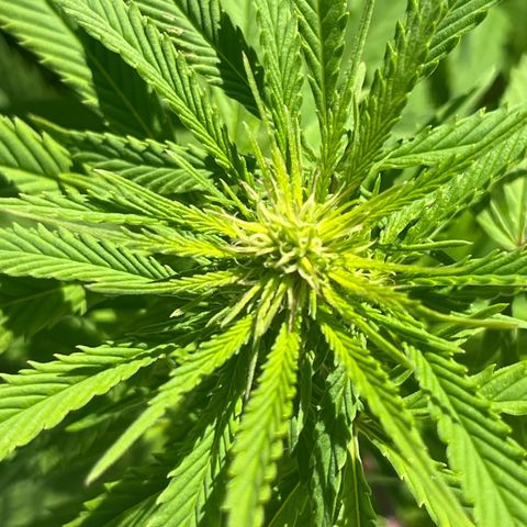 Sweet seeds 2.2 growlog timeline photo