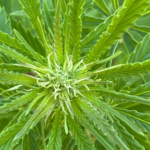Sweet seeds 2.2 growlog timeline photo
