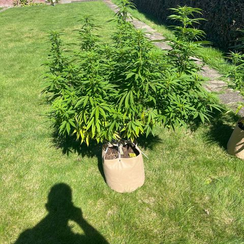 Sweet seeds 2.2 growlog timeline photo