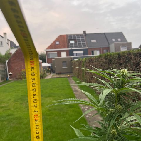 Dynamighty auto 1.2 growlog timeline photo