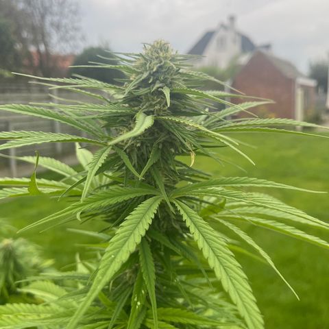 Dynamighty auto 1.2 growlog timeline photo