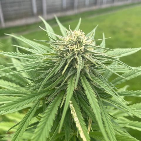 Dynamighty auto 1.2 growlog timeline photo