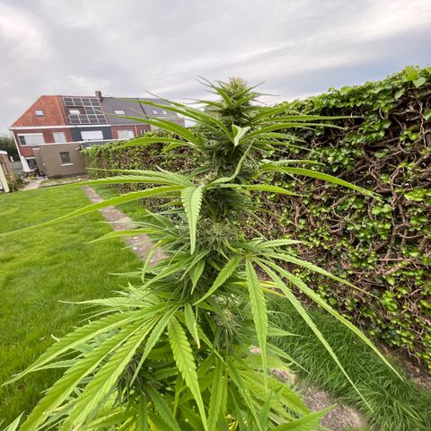Dynamighty auto 1.2 growlog timeline photo