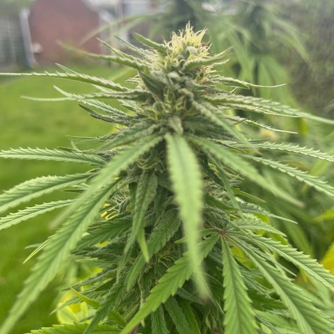 Sweet seeds 2.2 growlog timeline photo