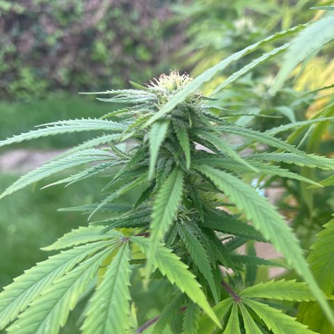 Sweet seeds 2.2 growlog timeline photo
