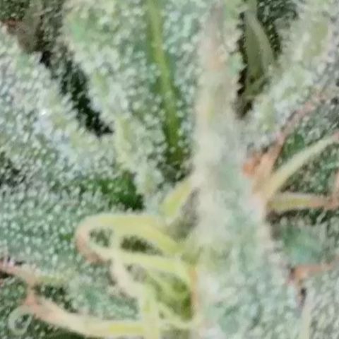 Sweet seeds 2.2 growlog timeline photo