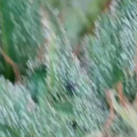Sweet seeds 2.2 growlog timeline photo