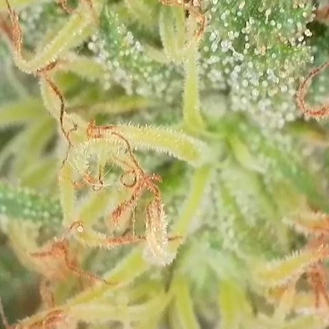 Sweet seeds 2.2 growlog timeline photo