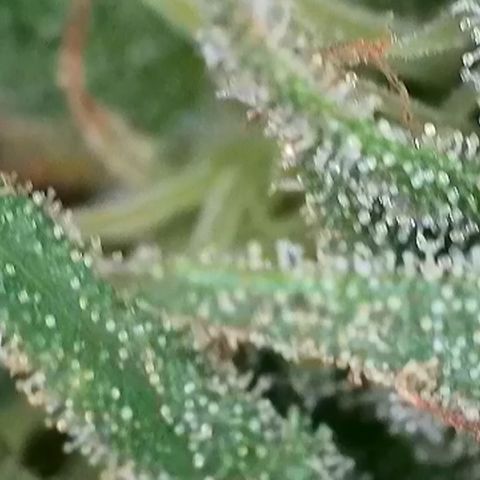 Sweet seeds 2.2 growlog timeline photo